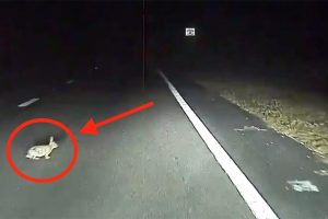 Відео: автопілот Tesla запобігає наїзду на кролика