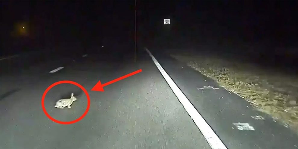 Відео: автопілот Tesla запобігає наїзду на кролика