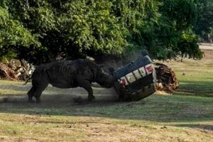 Відео: розлючений носоріг знищує машину працівниці сафарі-парку