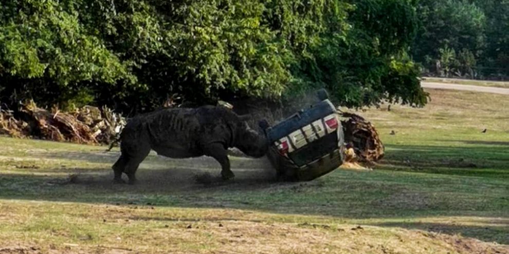 Відео: розлючений носоріг знищує машину працівниці сафарі-парку