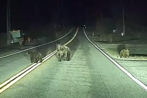 Відео: автопілот Tesla запобігає наїзду на ведмедів